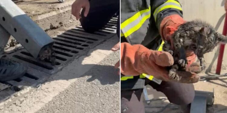 Alt Geçitte Sıkışan Yavru Kedi İtfaiye Tarafından Kurtarıldı