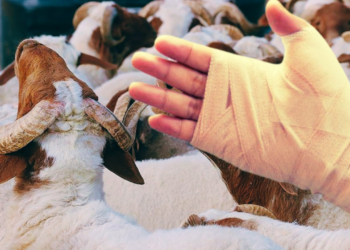 Bakan Memişoğlu Açıkladı: Bir Günde 14 Bin 372 Kişi Hastanelik Oldu