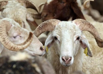 Belirlenen yerler dışında kurban kesimi yapanlara para cezası verilecek