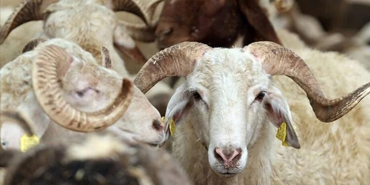 Belirlenen yerler dışında kurban kesimi yapanlara para cezası verilecek