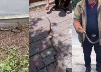 Boyu 2,5 metreyi buluyor, öldürmeyin