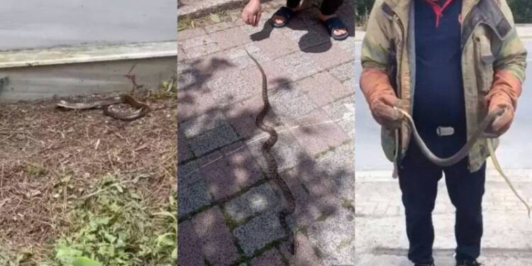 Boyu 2,5 metreyi buluyor, öldürmeyin