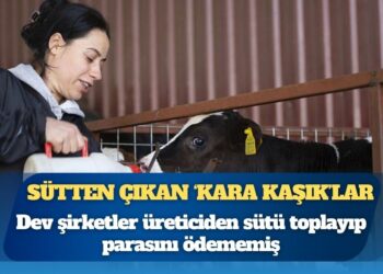 Dev şirketler sütü bedava toplamış