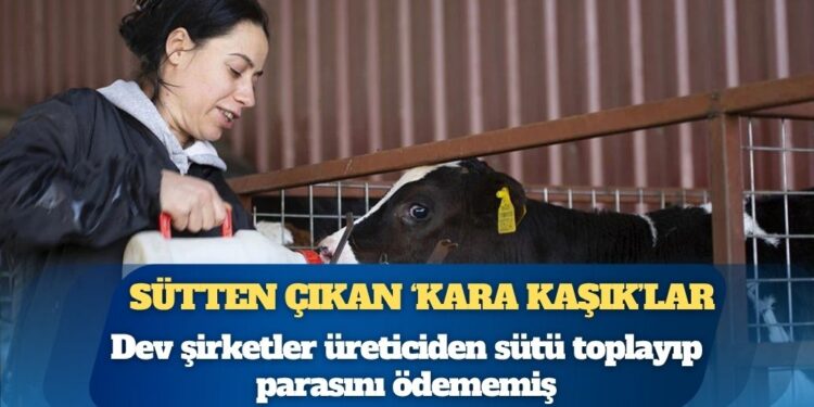 Dev şirketler sütü bedava toplamış