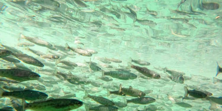 Diyarbakır'dan 53 ülkeye ihracat: Türk somonu yetiştiriliyor