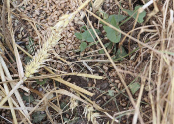 Edirne'de dolu yağışı 10 bin dekar buğday ve ayçiçeği tarlasına zarar verdi