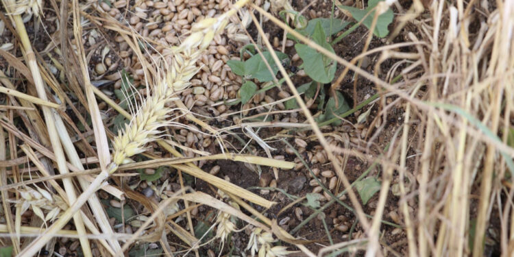 Edirne'de dolu yağışı 10 bin dekar buğday ve ayçiçeği tarlasına zarar verdi