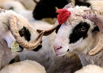 Fas'ta Kurban Kesmek Yasaklandı