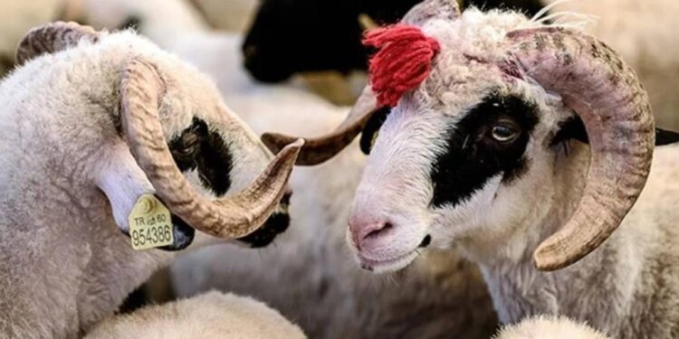 Fas'ta Kurban Kesmek Yasaklandı