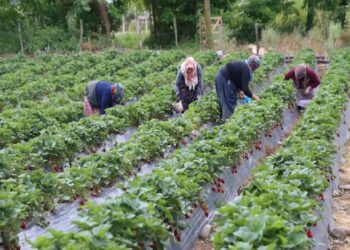 Fındık Bahçesine Alternatif Olarak Ekti Rekor Hasat Bekliyor
