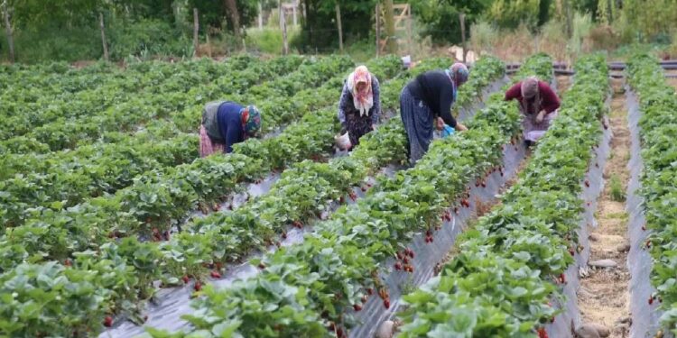 Fındık Bahçesine Alternatif Olarak Ekti Rekor Hasat Bekliyor
