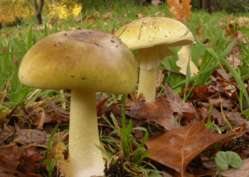Görüntüsü Şirin, Adı 'Ölüm Meleği' Sakın Yemeyin!
