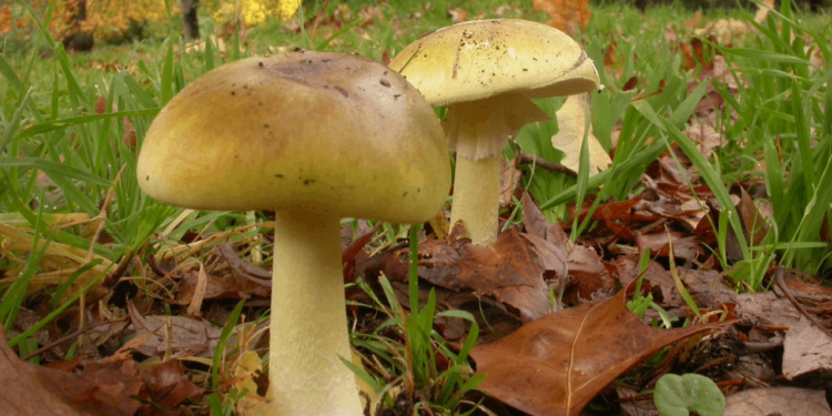 Görüntüsü Şirin, Adı 'Ölüm Meleği' Sakın Yemeyin!