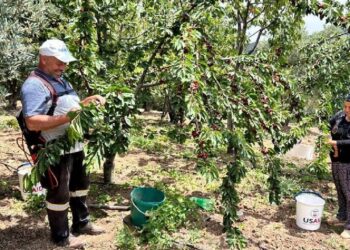 Hatay'da Hasat Başladı! Bahçede 100 Pazarda 150 Liraya Satılıyor