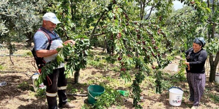 Hatay'da Hasat Başladı! Bahçede 100 Pazarda 150 Liraya Satılıyor