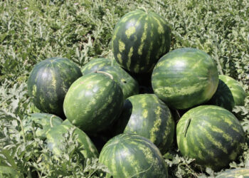 Iğdır'da yetiştirdiği karpuzları erken toplayan üreticinin hedefi 4 hasat