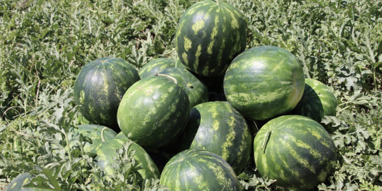 Iğdır'da yetiştirdiği karpuzları erken toplayan üreticinin hedefi 4 hasat