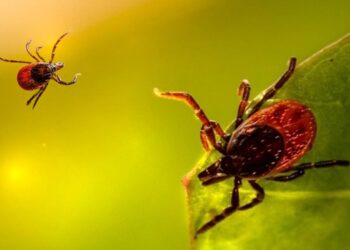 İstanbul’da Kene Alarmı: Vakalarda Patlama Var! Kabus Sessizce Büyüdü
