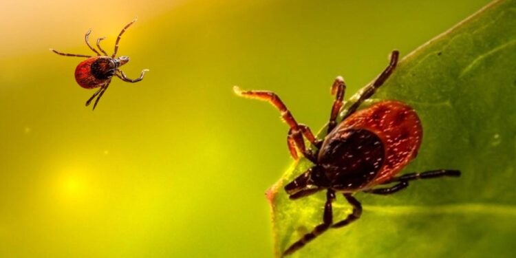 İstanbul’da Kene Alarmı: Vakalarda Patlama Var! Kabus Sessizce Büyüdü