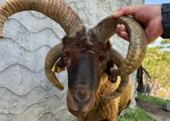 Kars'ta 4 Boynuzlu Kurbanlık Koç Görenleri Hayrete Düşürdü: Fiyatı 'Yok Artık' Dedirtti