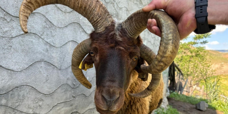 Kars'ta 4 Boynuzlu Kurbanlık Koç Görenleri Hayrete Düşürdü: Fiyatı 'Yok Artık' Dedirtti