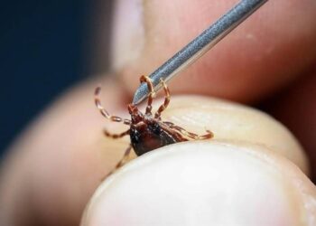 Kene Alarmı! İstanbul'da Vakalar Arttı... Peki, Hangi Tür Riskli?