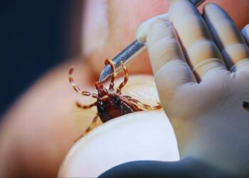 Kene Kabusu Geri Döndü! Sağlık Bakanlığı'ndan Kırım Kongo Kanamalı Ateşine Karşı Uyarı: Temasa Dikkat