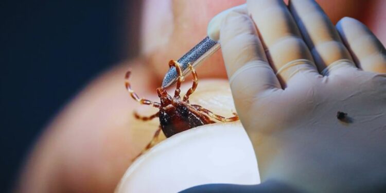 Kene Kabusu Geri Döndü! Sağlık Bakanlığı'ndan Kırım Kongo Kanamalı Ateşine Karşı Uyarı: Temasa Dikkat