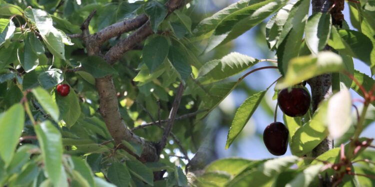 Kirazdaki rekolte kaybı vişnede de bekleniyor