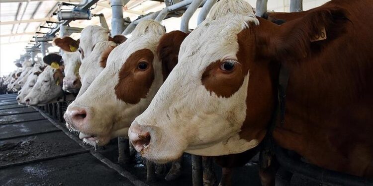 Satıcının elinde kalan kurbanlıkları Et ve Süt Kurumu alacak: Kilo fiyatları belli oldu!