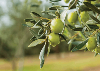 Tartışmalı Yasaya CHP'den Bir Tepki Daha: 'Bir An Önce Geri Çekilmeli'