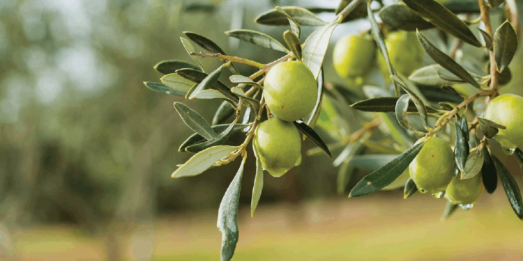 Tartışmalı Yasaya CHP'den Bir Tepki Daha: 'Bir An Önce Geri Çekilmeli'