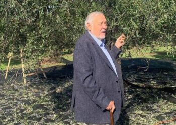 Türkiye, geliri düşük madenlerin, beton otellerin değil, zeytinliklerin vatanı olmak zorunda