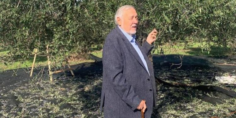 Türkiye, geliri düşük madenlerin, beton otellerin değil, zeytinliklerin vatanı olmak zorunda