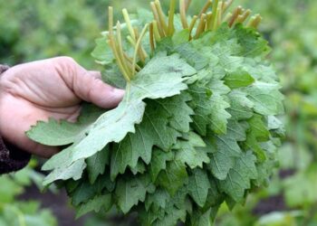 Türkiye'den Avrupa'ya Giden Üzüm Yapraklarında Zehir Tespit Edildi! Piyasadan Toplatılıyor...