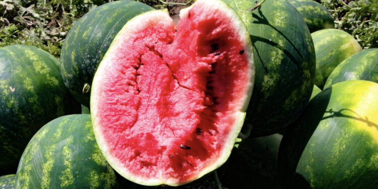 Ürün bolluğu yaşandı; Adana'da karpuzun tarlada kilosu 13 TL'den 5 TL'ye düştü