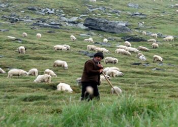 Yabancı çobanlara çalışma izni başvuruları başladı