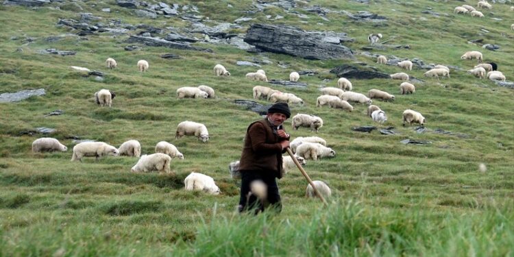 Yabancı çobanlara çalışma izni başvuruları başladı