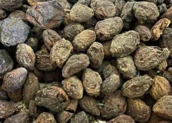 Yaşı 100 Kurusu Bin Liraya Satılıyor! Üretici İçin Altın Değerinde