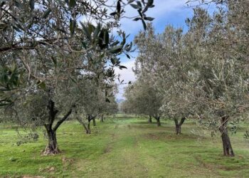 Zeytin evladiyelik, maden günü kurtarır!
