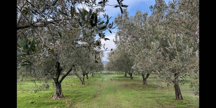 Zeytin evladiyelik, maden günü kurtarır!