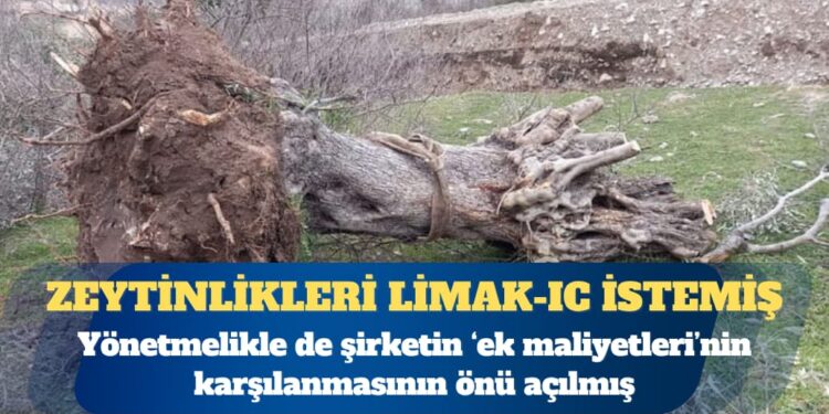 Zeytinlikleri Limak-IC istemiş: Üstüne bir de ek maliyet kıyağı