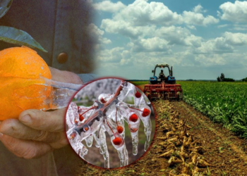 Zirai Dondan Sonra Çiftçiyi Bekleyen Yeni Felaket Kapıda! Her Ürünü Etkileyecek