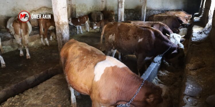 Şap hastalığında tedbirsizliğin faturası besicilere kesildi