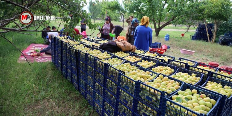 Îdir’de bereketli kayısı hasadı