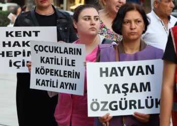 Toplatılan sokak hayvanları sıcaktan öldü