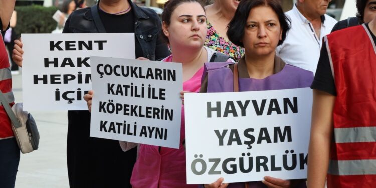 Toplatılan sokak hayvanları sıcaktan öldü