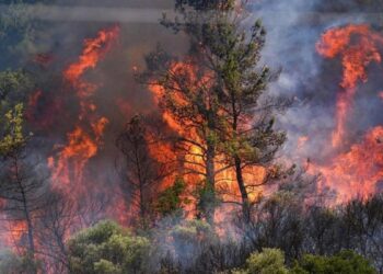 İzmir’de 10 bin hektar alan yandı