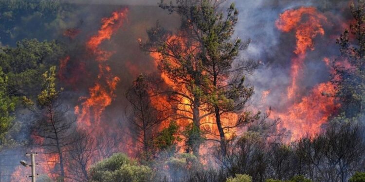 İzmir’de 10 bin hektar alan yandı