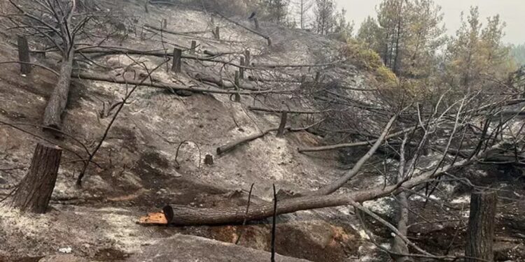 Sakarya yangını söndürüldü